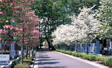 春には霊園内に綺麗な桜が咲き誇ります。霊園内には至る所に植栽があり、お墓参りの度に季節を感じることができます。