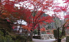 神峯山寺境内の紅葉