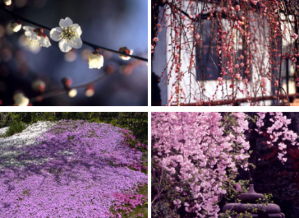 観音寺を彩る季節の花々をご紹介いたしております。春の花々 梅、しだれ梅、芝桜、しだれ桜