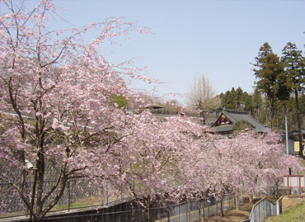 春には境内に桜が咲きます