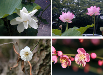 延暦寺大霊園には、季節ごとに咲く花がたくさんあり訪れる度に違った表情があります。