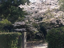 春には桜が美しく咲きます