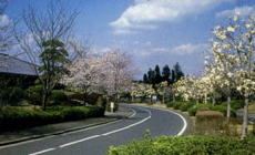 成田市屈指の花見の名所です。