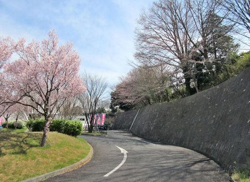 桜に迎えられる園内入口。