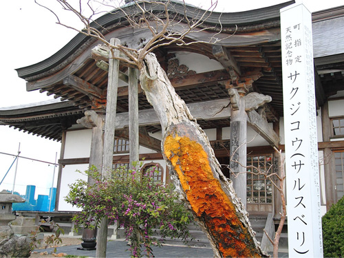 町指定天然記念物「サクジコウ」（サルベリ）。震災後樹勢が衰えてしまった。
