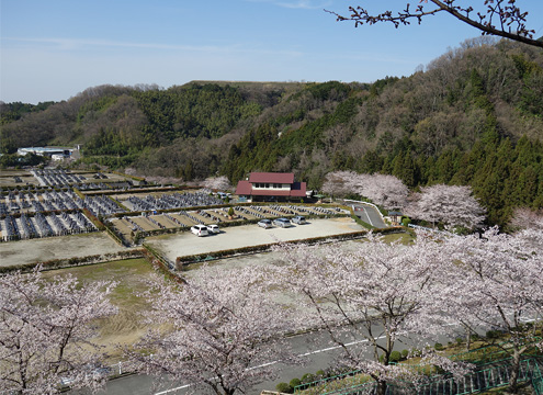 <b>園内の桜</b>　桜の季節は500本の桜がいっせいに咲きます。